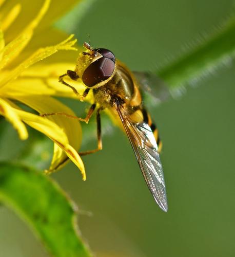 Syrphus vitripennis